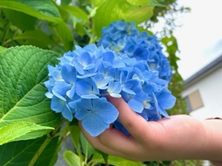 ご近所さんの紫陽花